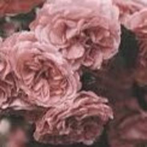 Meet your Posher, Katrina